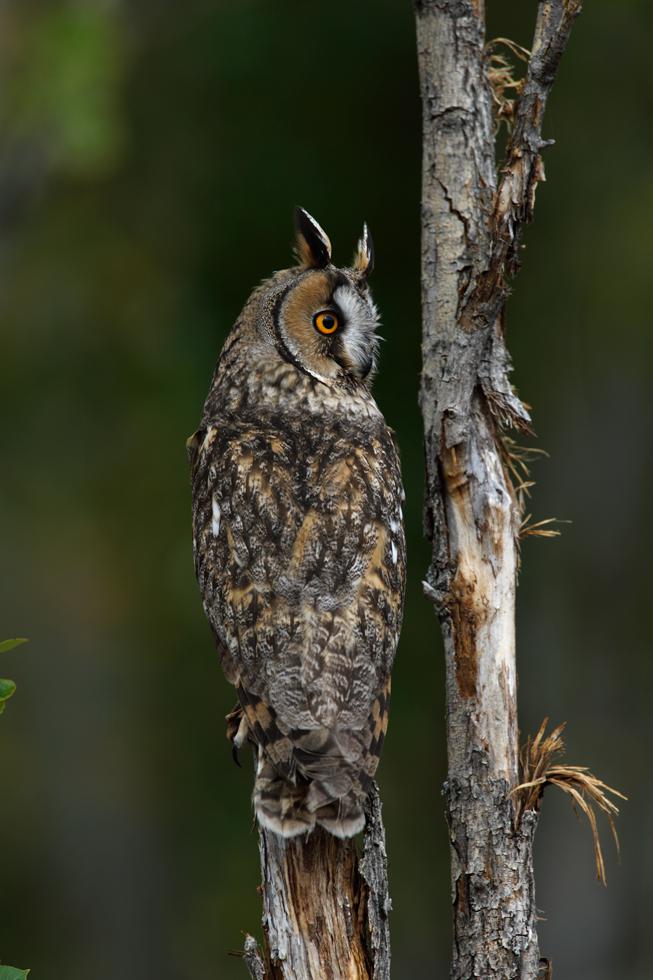 Imagen 8 de la galería de Búho Chico - Long-eared Owl